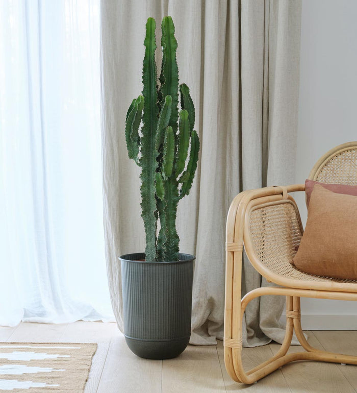 Large Euphorbia Trigona Cactus