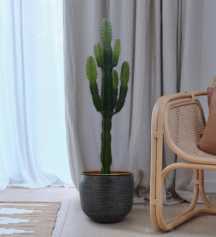Large Euphorbia Trigona Cactus