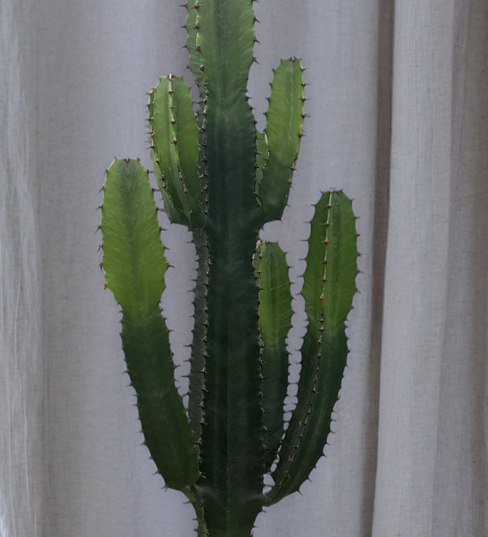 Large Euphorbia Trigona Cactus