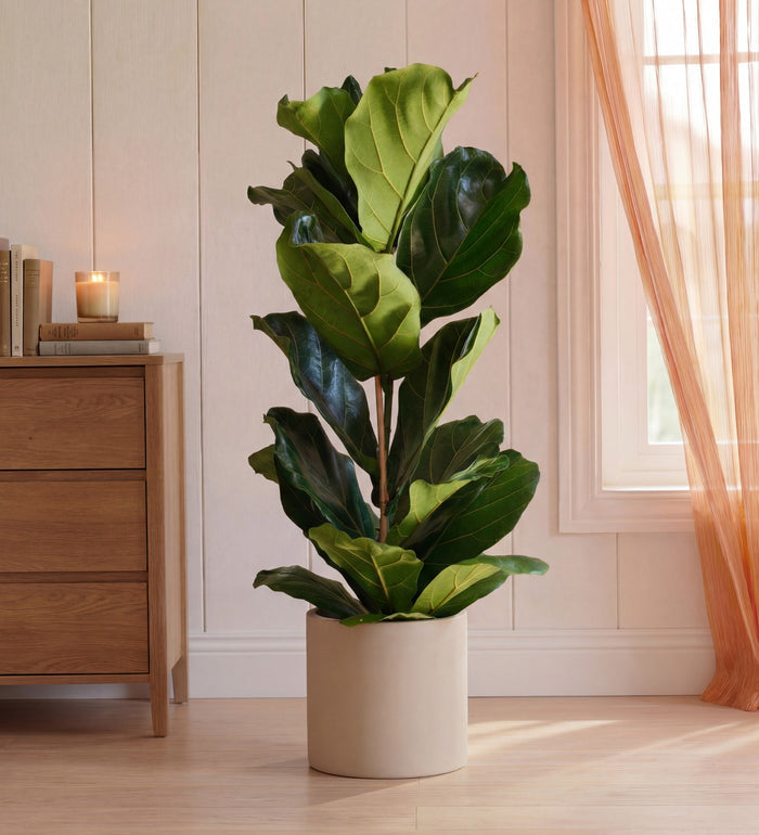Large Fiddle-Leaf Fig