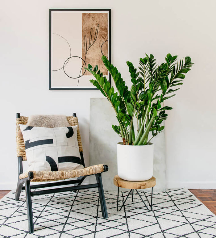 Large ZZ Plant