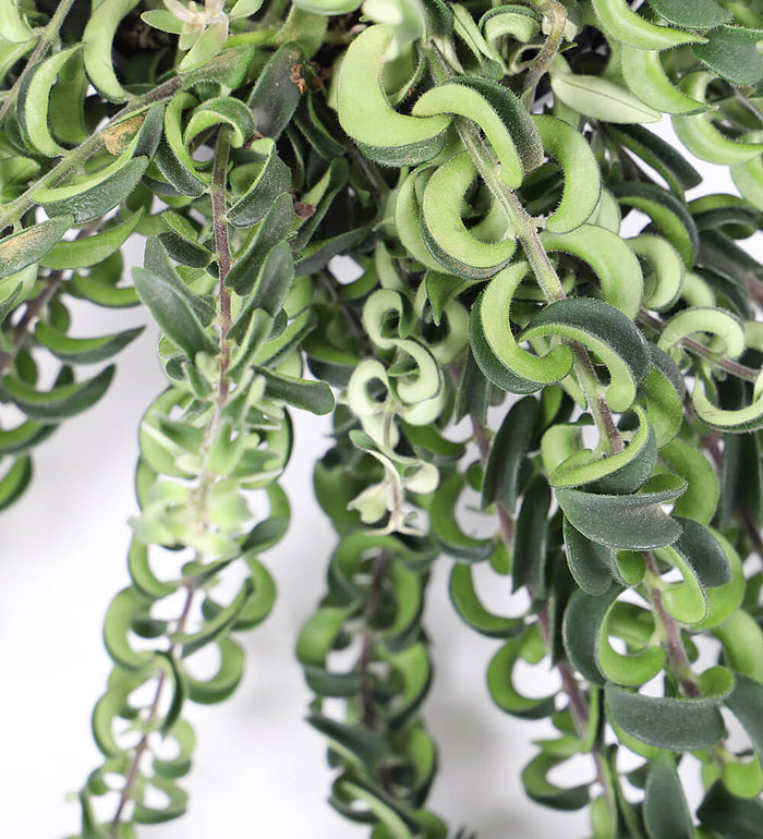 Lipstick Plant