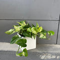Marble Queen In Matte Planter Houseplant