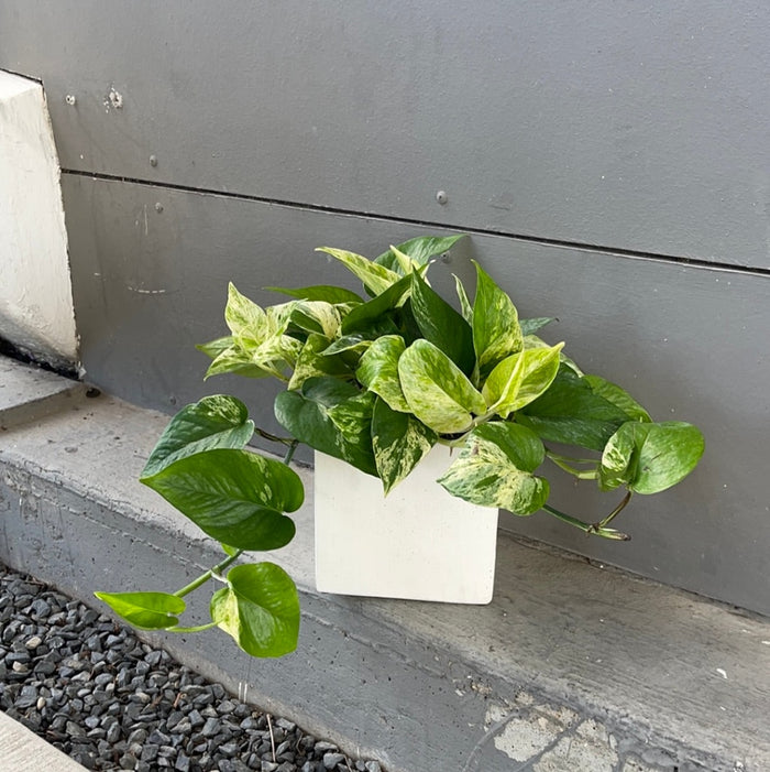 Marble Queen In Matte Planter Houseplant