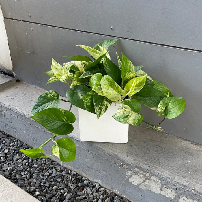 Marble Queen In Matte Planter Houseplant