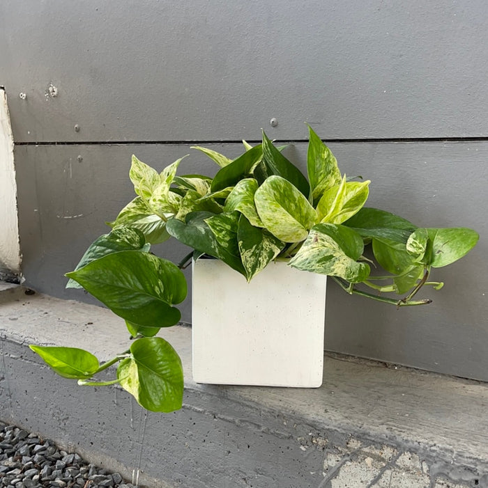 Marble Queen In Matte Planter Houseplant