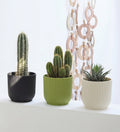 Mini Cacti Trio & Pots