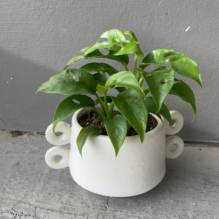 Mini Monstera In Rings Planter Houseplant