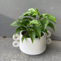 Mini Monstera In Rings Planter Houseplant