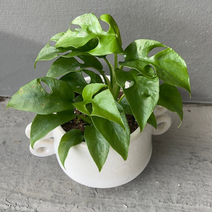 Mini Monstera In Rings Planter Houseplant