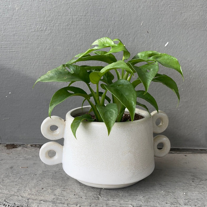 Mini Monstera In Rings Planter Houseplant