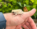 Nigerian Big-Eyed Tree Frog