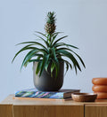 Pineapple Plant
