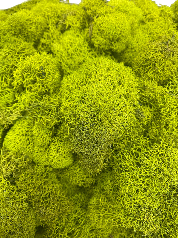 Reindeer Moss in Box 3LB  ( 21773 )