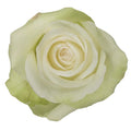 Rose Alba