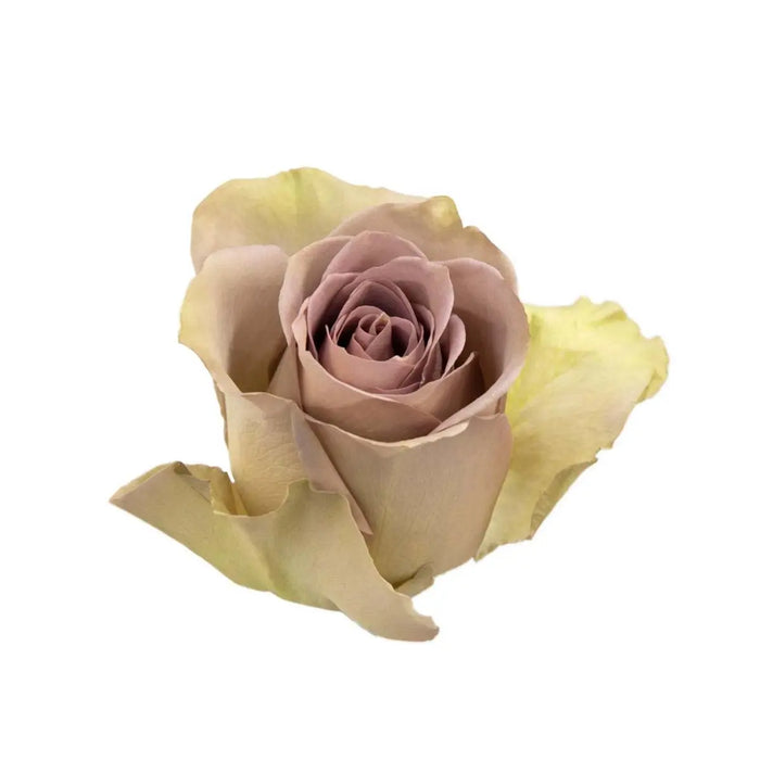 Rose Amnesia