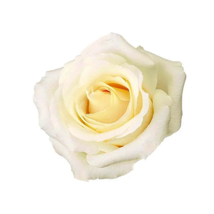 Rose Blizzard