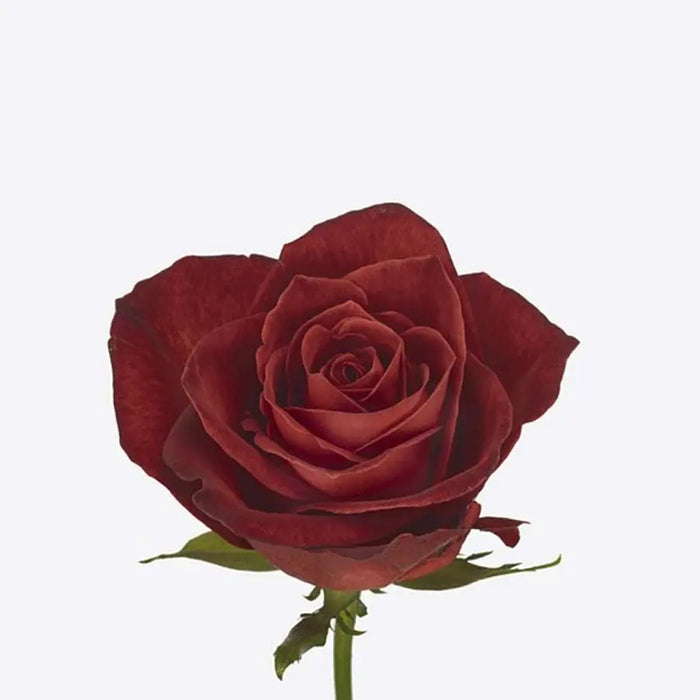 Rose Cafe del Mar - 100 Stems Holex Dutch