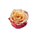 Rose Cherry Brandy - 100 Stems Holex Dutch