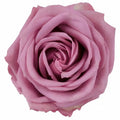 Rose Cool Water