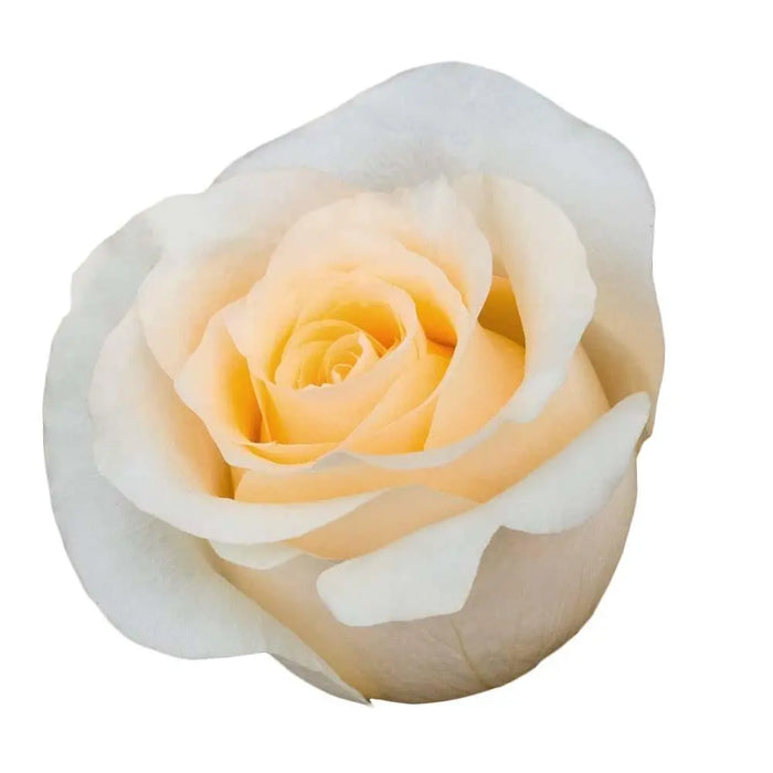 Rose Crème De La Crème