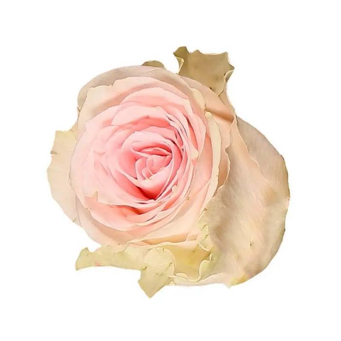 Rose Duchesse 50
