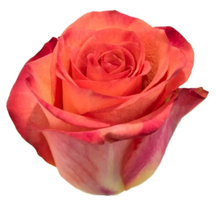 Rose Fidji