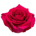 Rose Gotcha