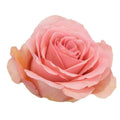 Rose Hermosa