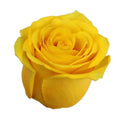 Rose High & Exotic