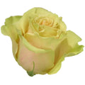 Rose Marvel