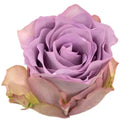 Rose Mignon