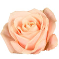 Rose Pearl Avalanche