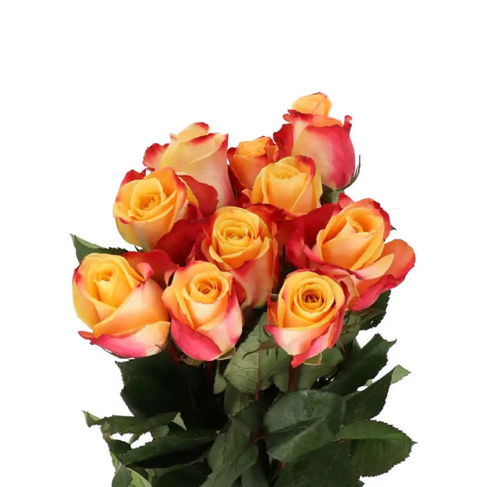 Rose Pebbles - 40 Stem Bunch Holex Dutch