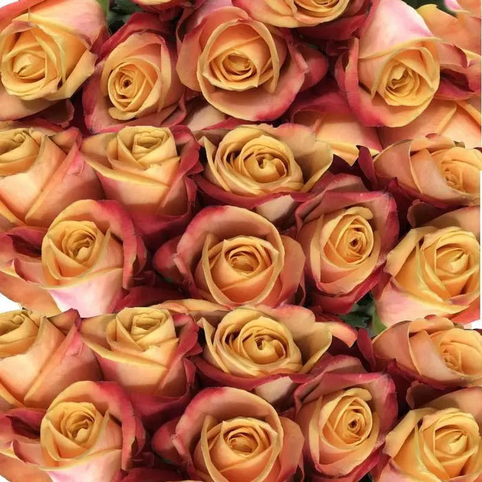 Rose Pebbles