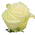 Rose Proud