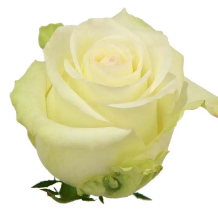 Rose Proud