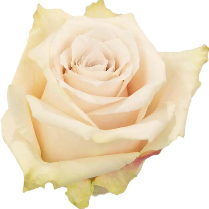 Rose Sandy