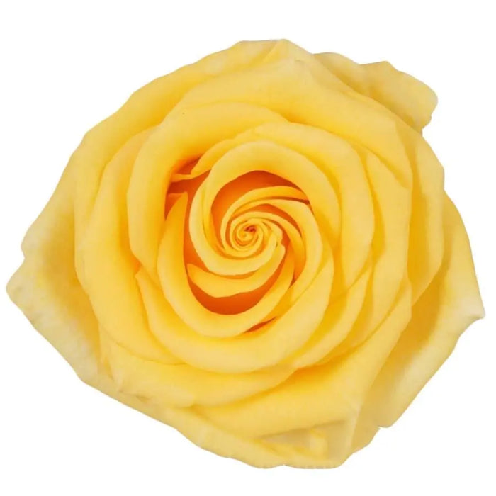 Rose Sonrisa