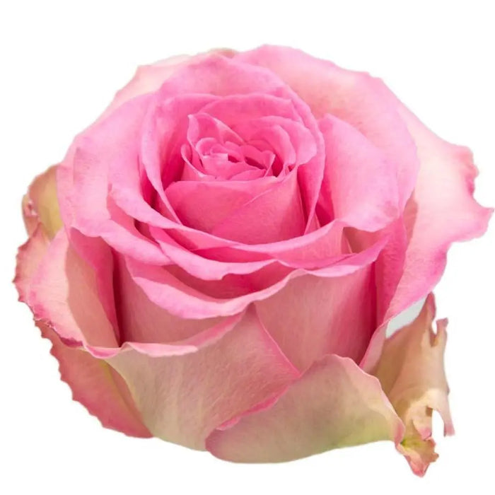 Rose Sweet Unique
