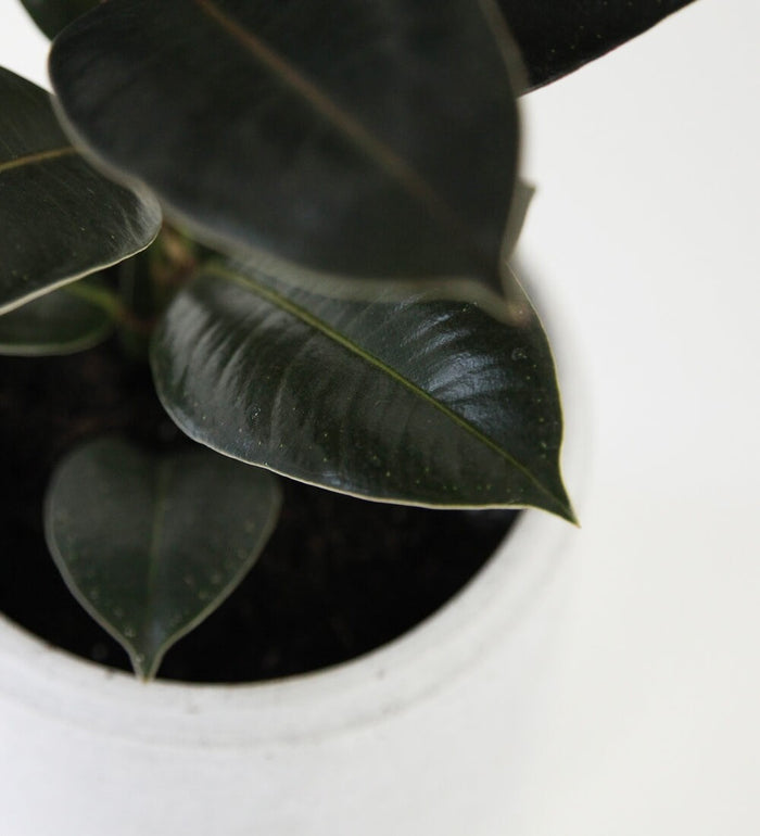 Rubber Plant