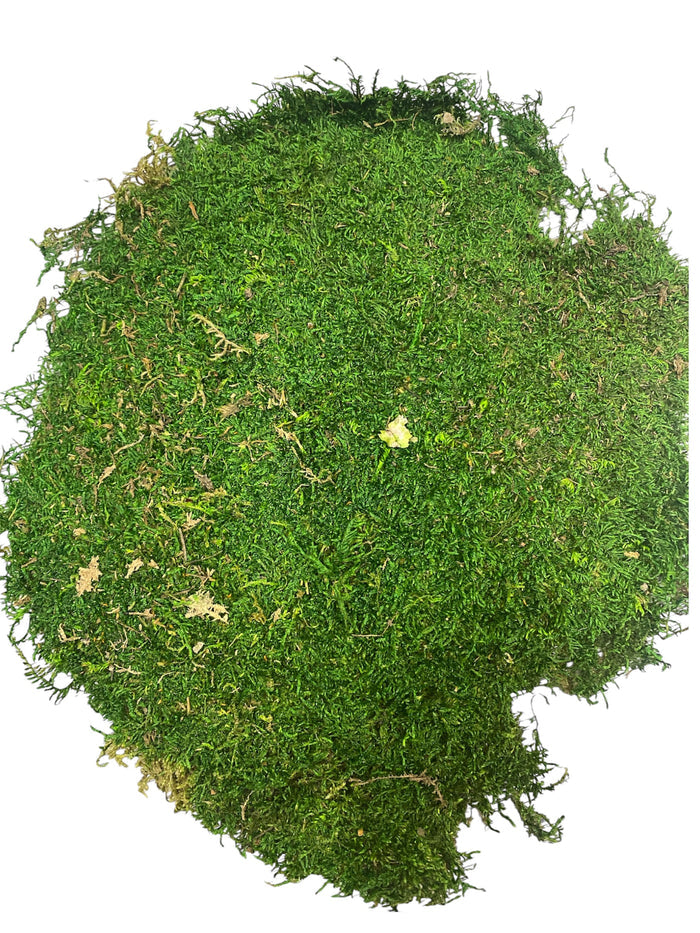 Sheet Moss ( 21508 )