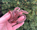 Small ‘High-Red’ Merauke Scrub Python (Female 1)