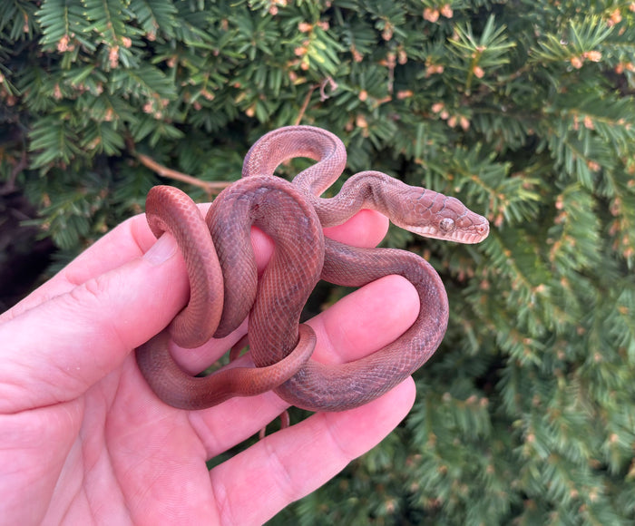 Small ‘High-Red’ Merauke Scrub Python (Female 1)