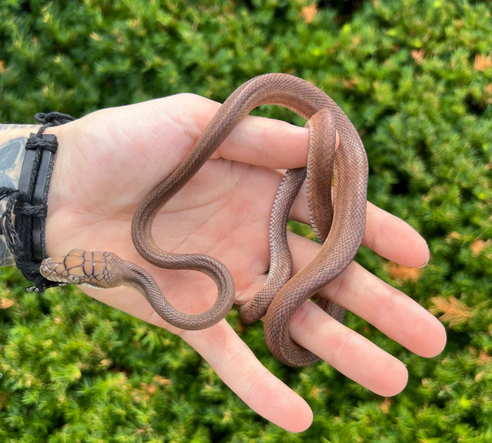 Small ‘Red Phase’ Patternless Merauke Scrub Python (Male 1)