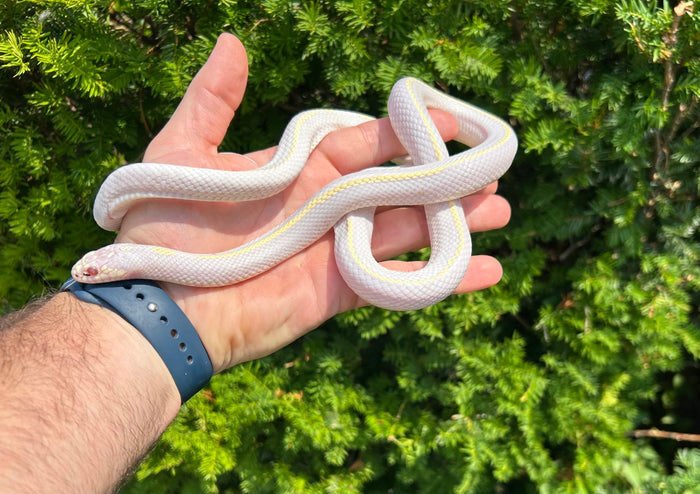 Sub-Adult Albino Striped California Kingsnake (Female)