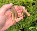 Sub-Adult Patternless Egyptian Cat Snake (Male)