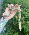Sub-Adult Trans Pecos Ratsnake het Albino (Male 1)