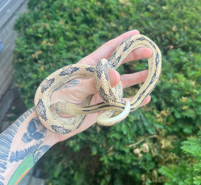 Sub-Adult Trans Pecos Ratsnake het Albino (Male 1)