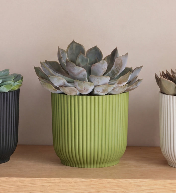Succulent trio & Pots